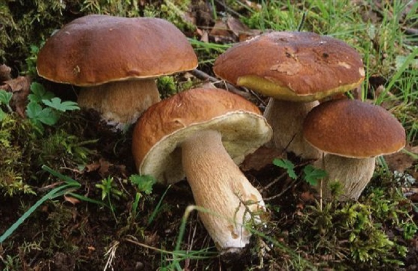 Con questo tempaccio… non ci resta che andare per funghi! Il Trentino