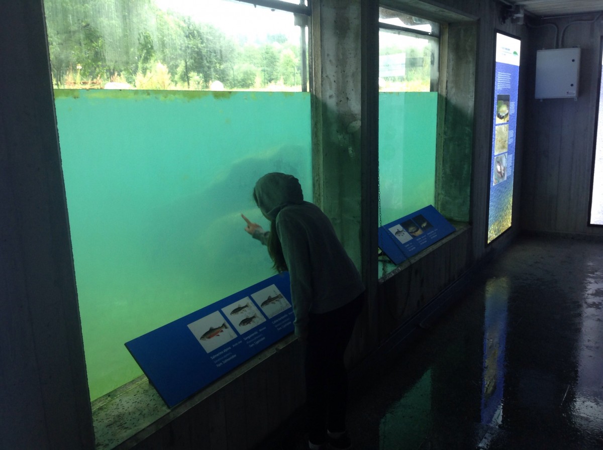 All'interno della Casa del Parco Acqua Life ci sono anche due enormi acquari.