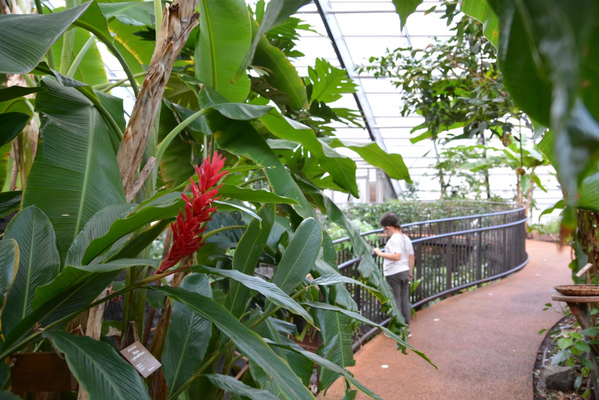 serra tropicale 