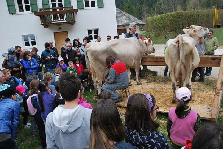 dimostrazione mungitura durante Primavera in Val Canali