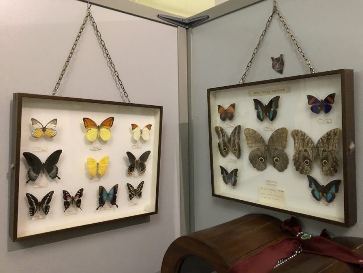 Reptiland serpenti, ragni e… Il Trentino dei Bambini