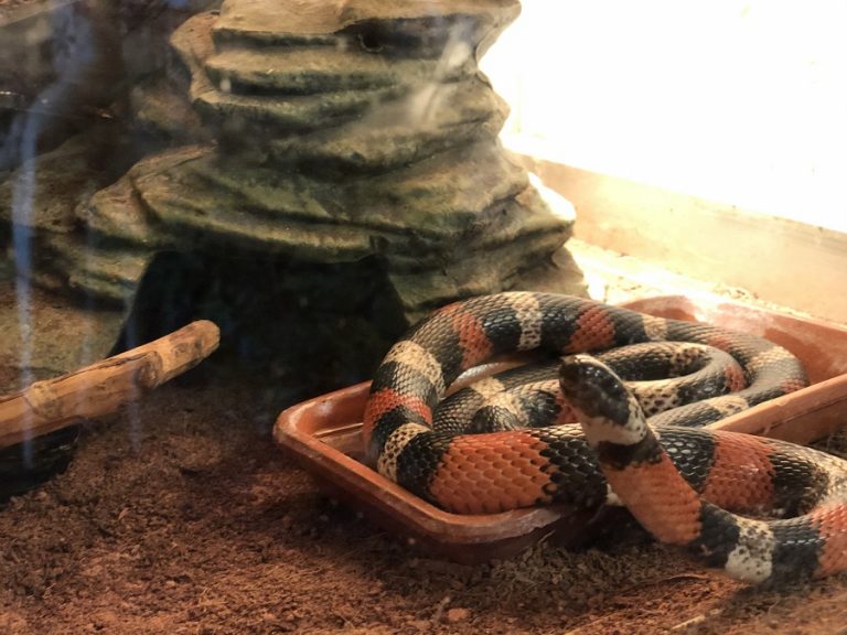 Reptiland serpenti, ragni e… Il Trentino dei Bambini