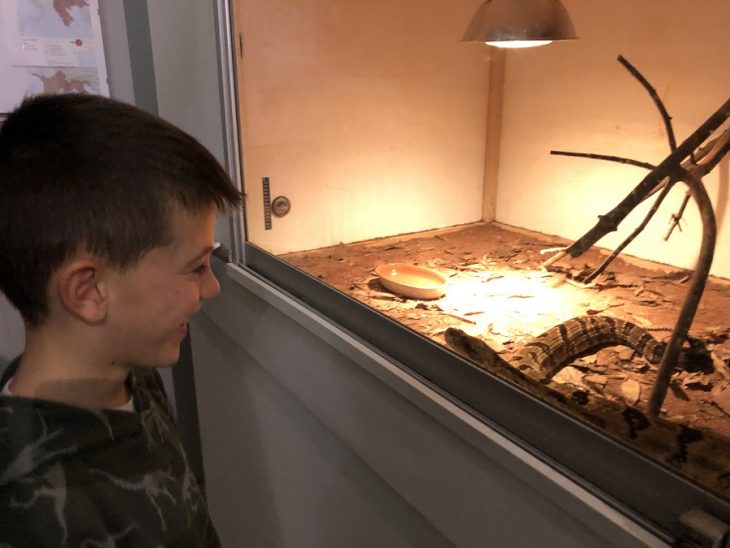 Reptiland serpenti, ragni e… Il Trentino dei Bambini