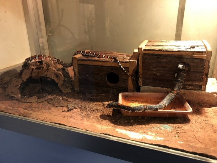 Reptiland serpenti, ragni e… Il Trentino dei Bambini