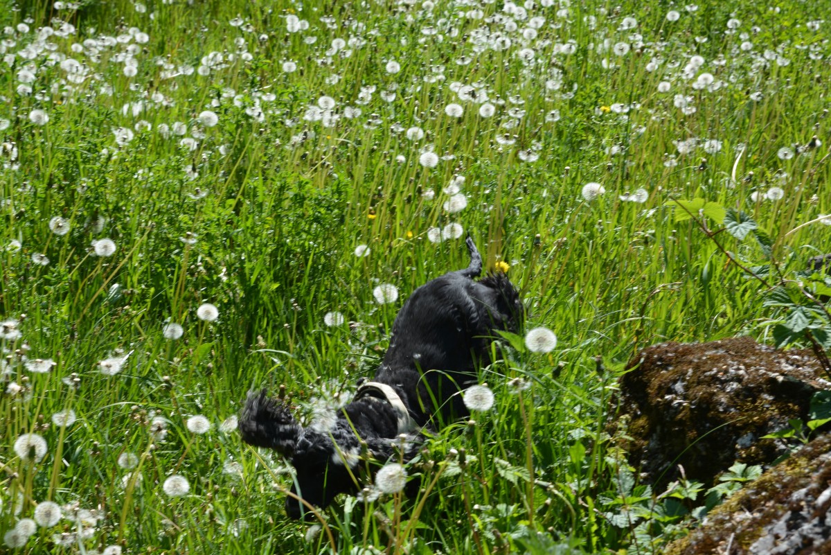 Percorrendo il giro dell'otto si incontrano grandi prati fioriti. Se avete cani portateli perchè lo spasso è garantito.