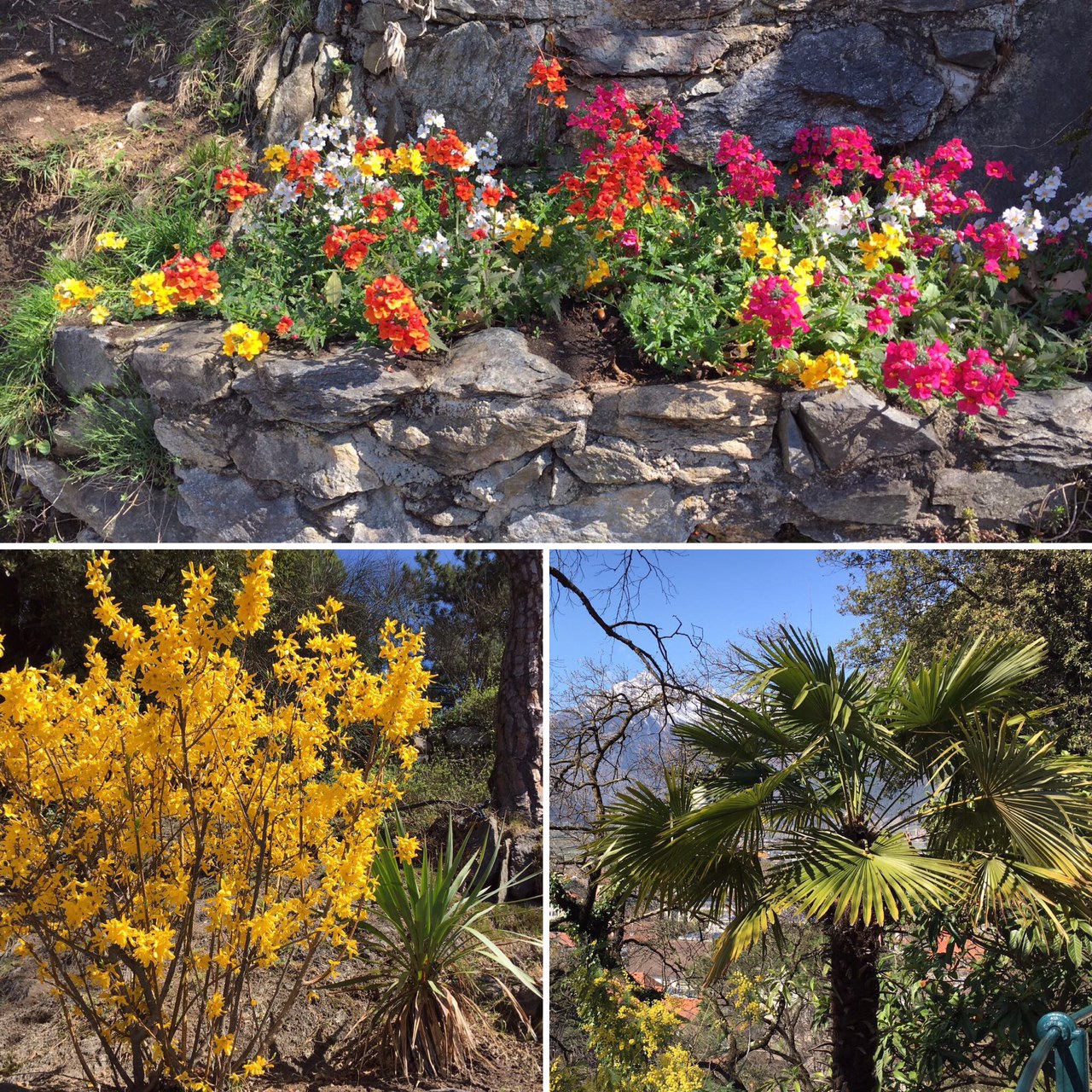 La vegetazione che si trova lungo la Passeggiata Tappeiner vi stupirà con i suoi colori e varietà