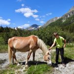 Lungo il tragitto si incontrano numerosi cavalli
