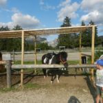 pony nel recinto