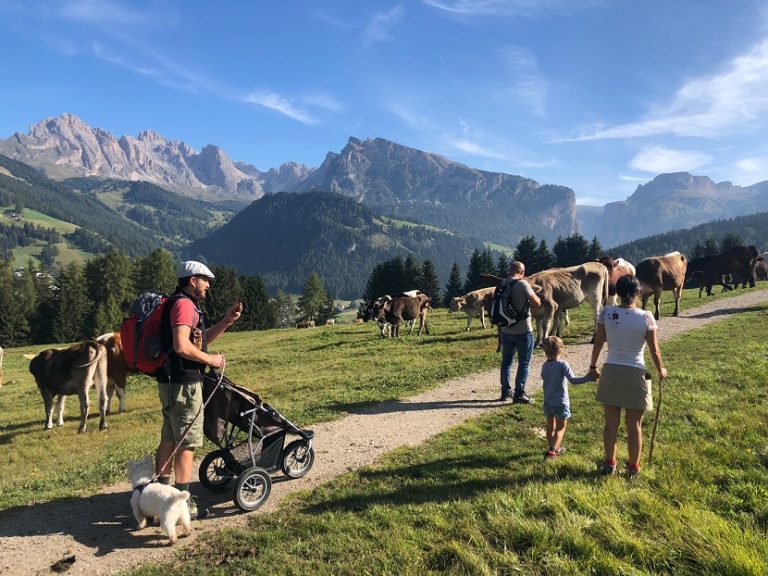 sentiero di montagna con mucche al pascolo