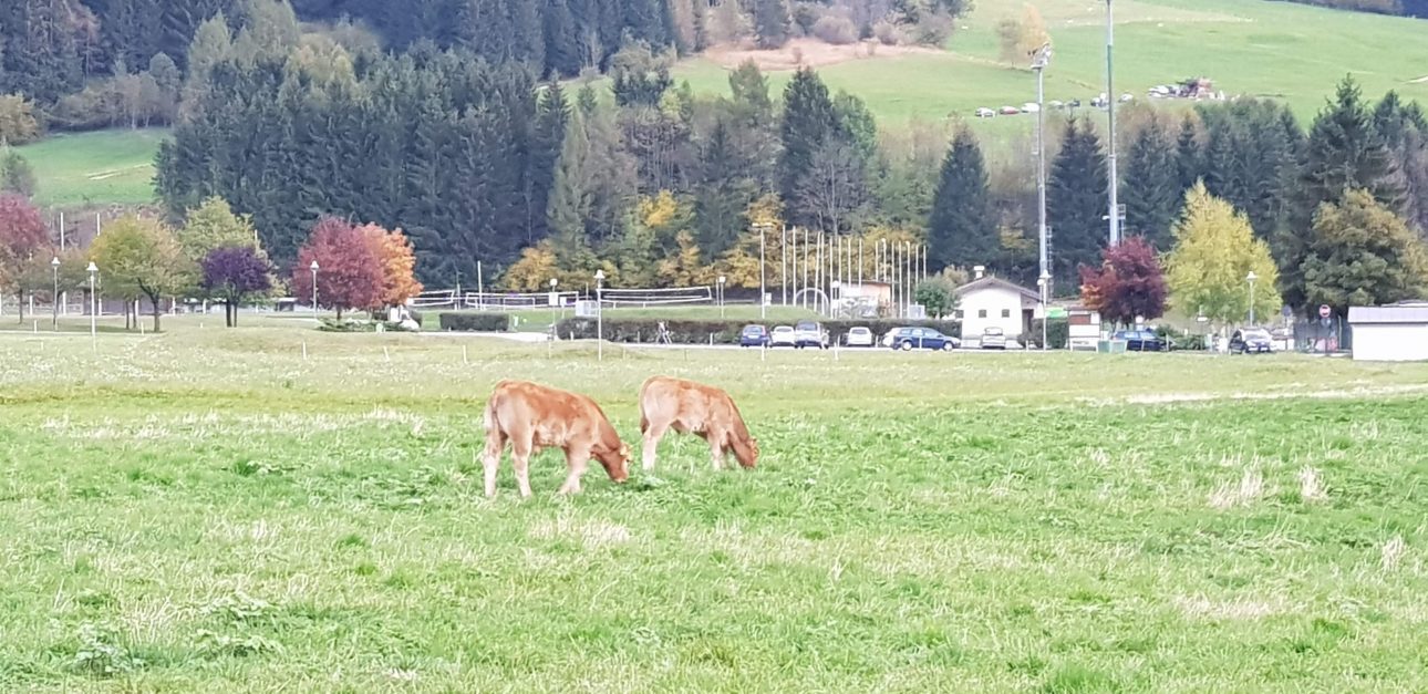 Nelle campagne tra Predazzo e Ziano è facile imbattersi in animali al pascolo.