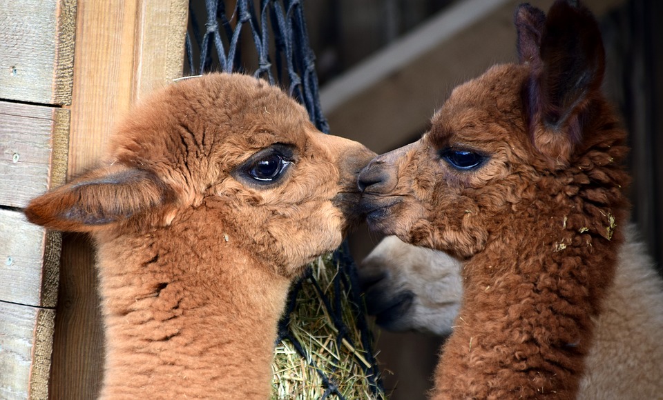 Lama e alpaca show