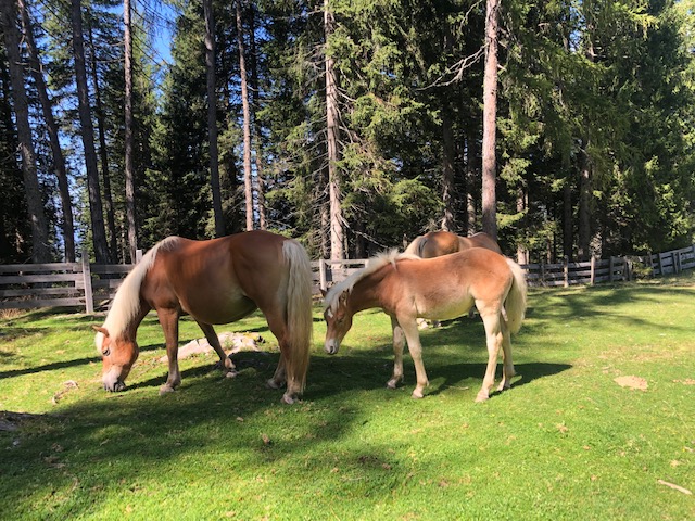 Nei dintorni della Malga Möltner Kaser e sull'altopiano del Salto in generale, è facile imbattersi in splendidi esemplari di cavallo avelignese.