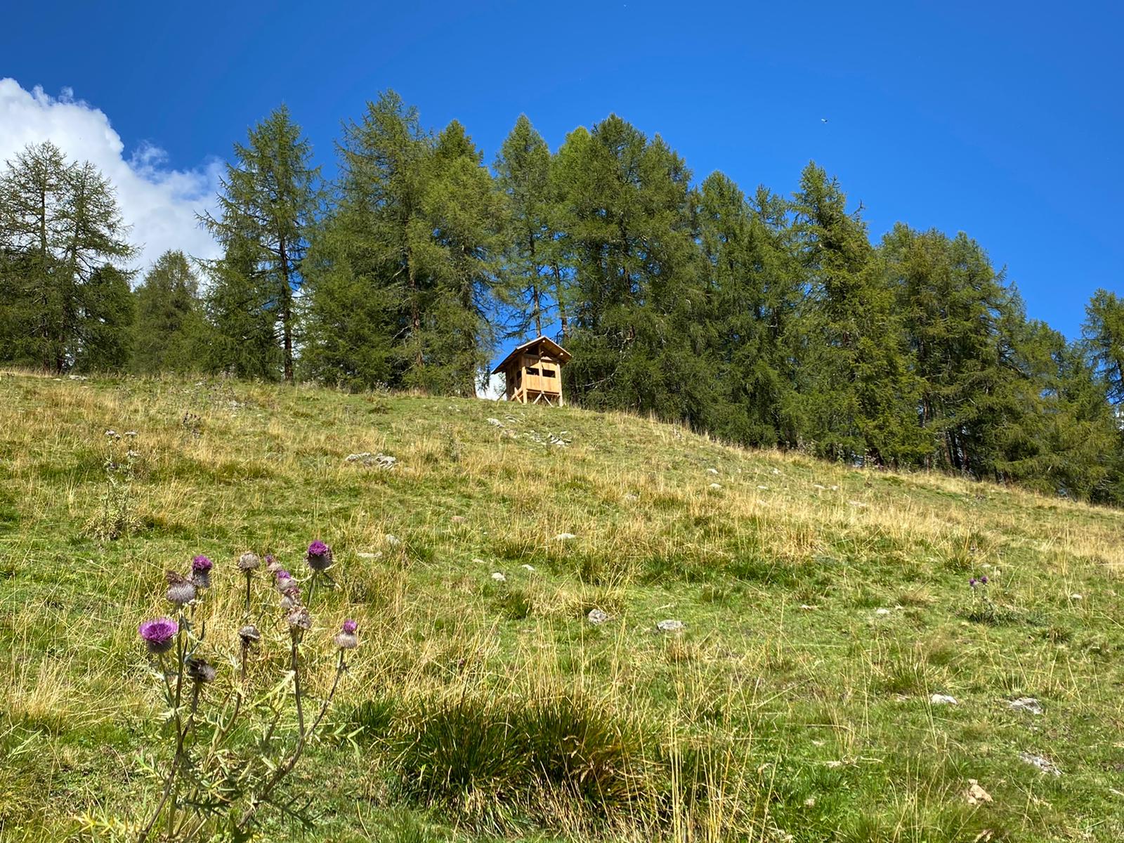 Nei pressi di Malga Monte Sole, in Val Cercen, sorge una casetta realizzata per mettersi all'ascolto del bramito dei cervi, senza disturbarli.