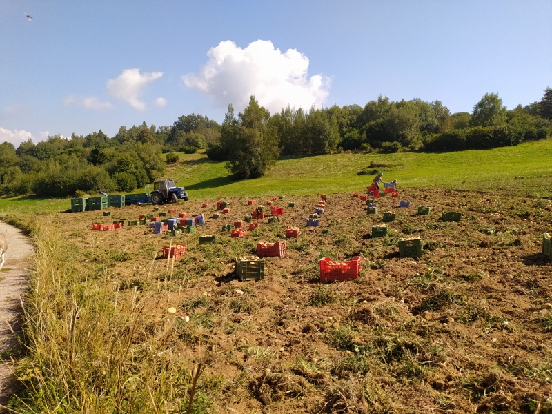 La valle di Gresta è famosa per i suoi orti biologici: qui si coltivano le patate, ad esempio.