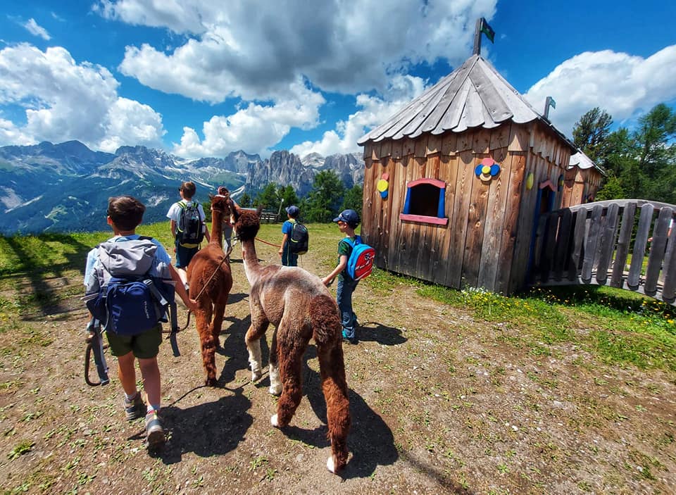 trekking-alpaca-val-di-fassa