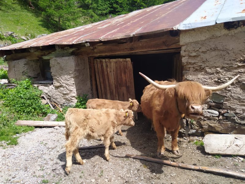 A Malga Maleda si possono incontrare, nel periodo dell'alpeggio, alcuni esemplari di mucche scozzesi Highlander