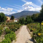 All'interno del Parco Guerrieri Gonzaga si trova un profumato roseto con numerose varietà di rose.
