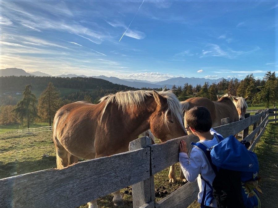 Sull'Altopiano del Salto e lungo il Sentiero Guggn si possono avvistare con facilità i cavalli avelignesi, originari proprio di queste zone.
