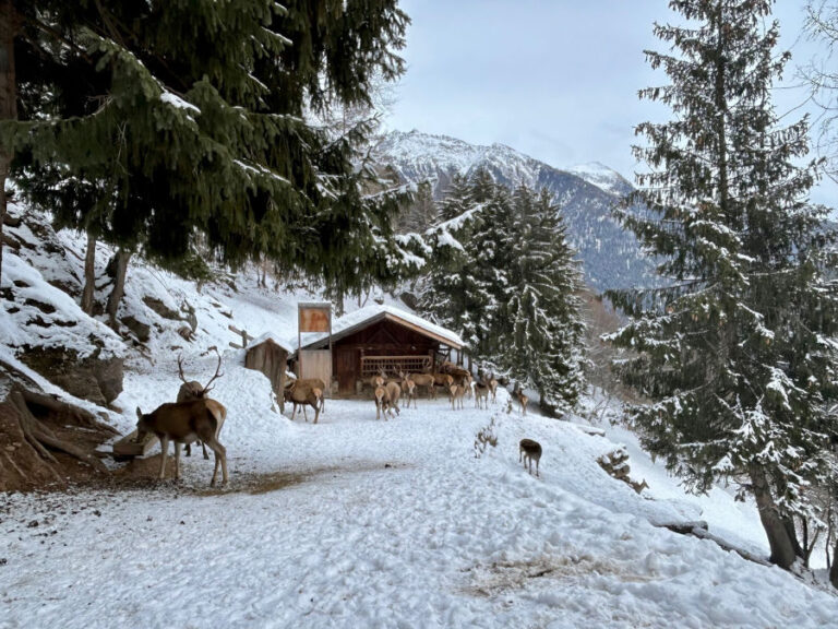 Con la neve i cervi si mostrano in tutta lal loro maestosa bellezza
