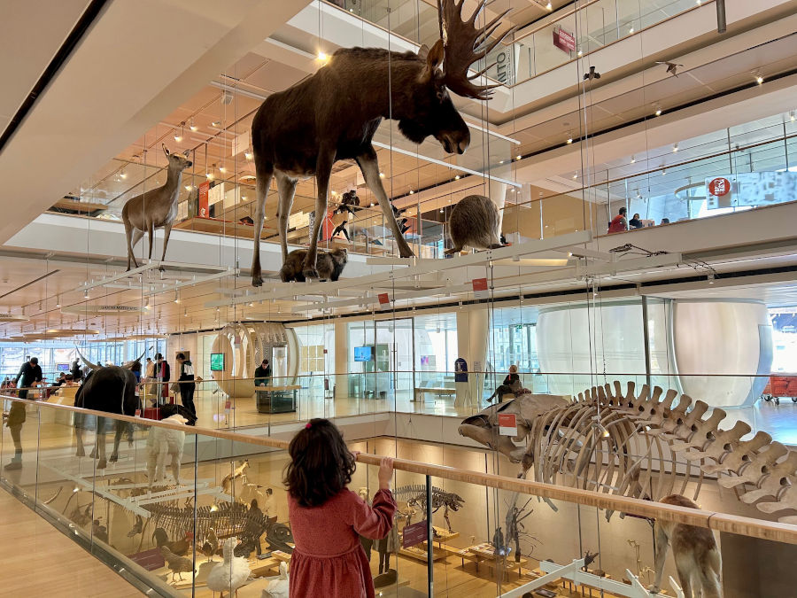 bambina al museo che osserva animali 