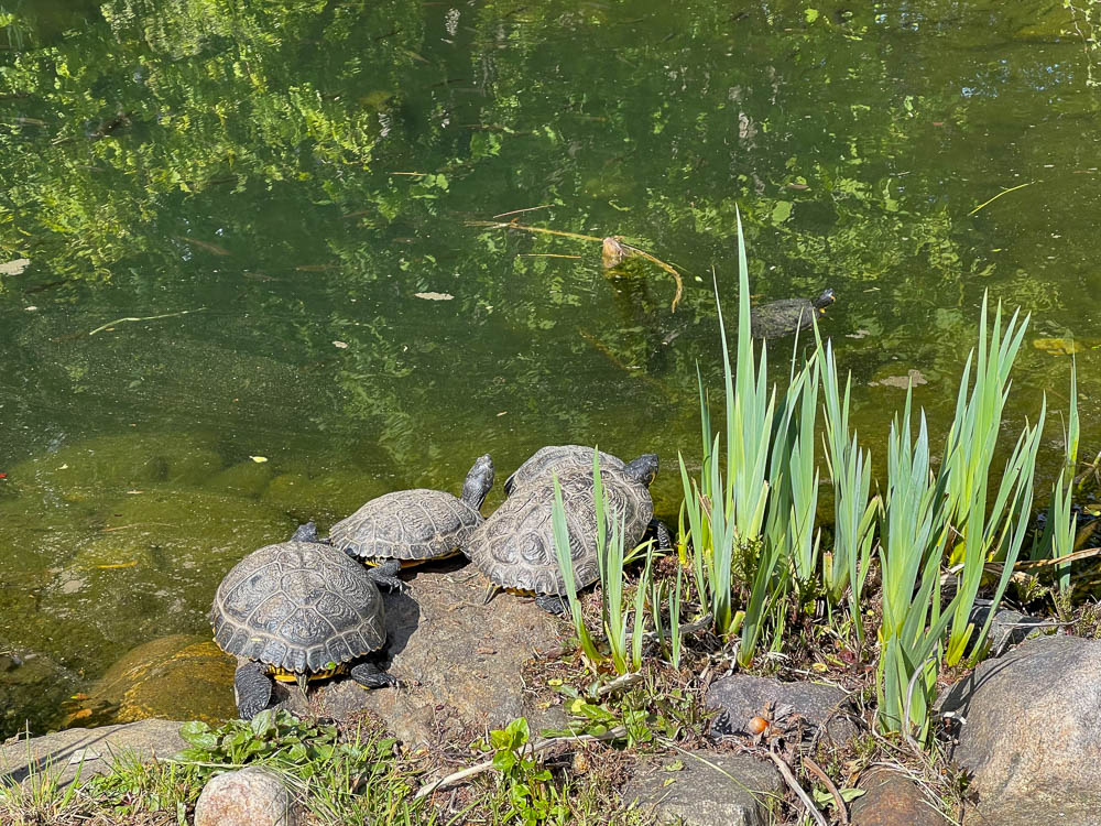 Al Parco Burglehen c'è anche un piccolo stagno con le tartarughe