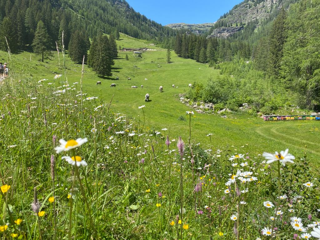 In primavera in Val di Rabbi si raccolgono le zicorie, ovvero il tarassaco, pianta dalle mille virtù.