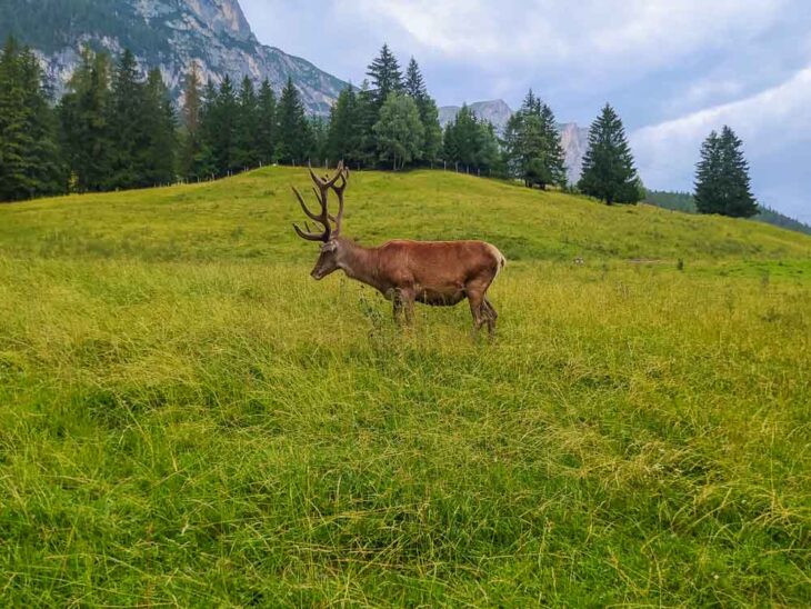 Set Di 4 Animali In Legno Tornito - Cervi Scolpiti A Mano Dai Monti Metalliferi, Altezza 7 Cm, Artigianato Tedesco