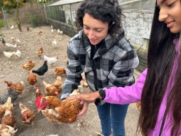Tantissime galline vivono felici da Agrisalus, in ampi spazi aperti e con un ricovero per la notte.