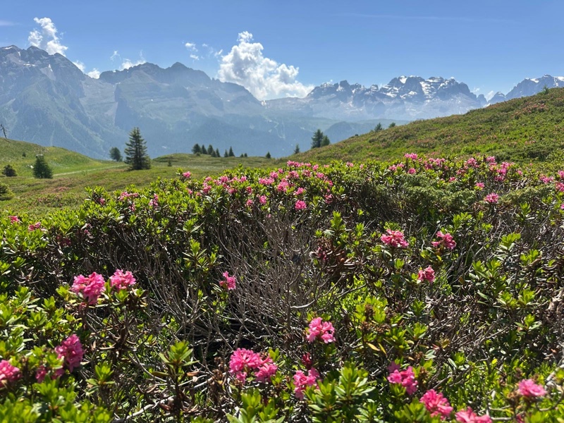 Rododendri in fiore vi aspettano sui sentieri che conducono al Lago delle Malghette