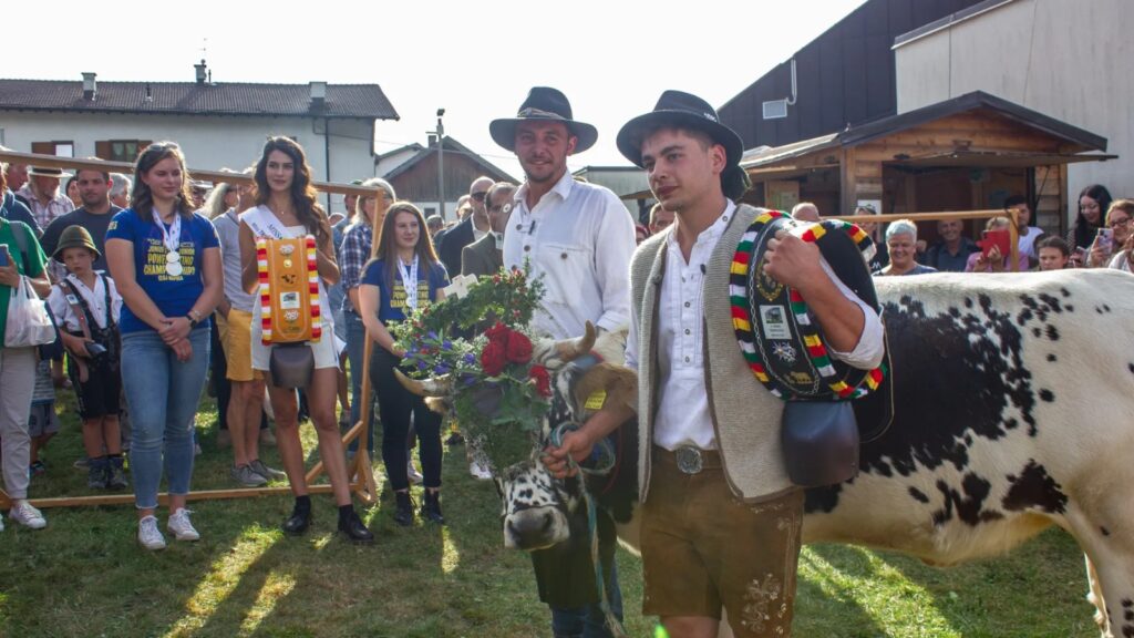 Desmalgada di Bedollo: i pastori addobbano a festa le loro mucche: chi sarà la regina della desmalgada questa volta?